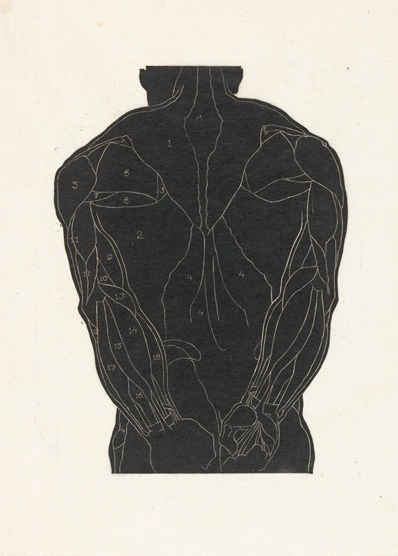 Anatomische studie van de rugspieren van een man in silhouet by Reijer ...