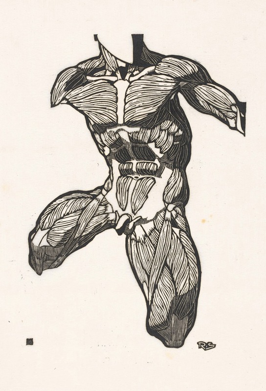 Reijer Stolk - Anatomische studie van de nek-, buik- en bovenbeenspieren van een man