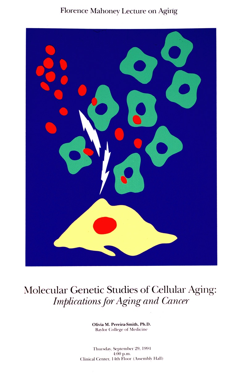 National Institutes of Health - Molecular genetic studies of cellular aging