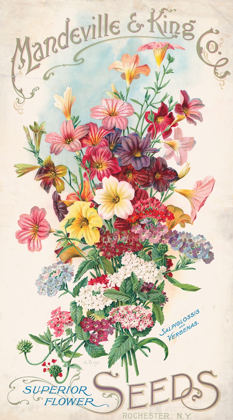 Alois Lunzer - Mandeville & King Co., superior flower seeds, salpiglossis and verbenas