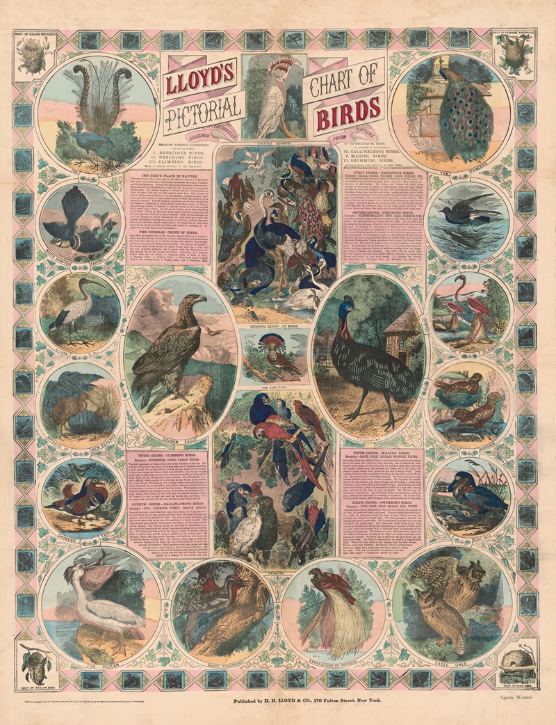 H.H. Lloyd & Co. - Lloyd’s pictorial chart of birds