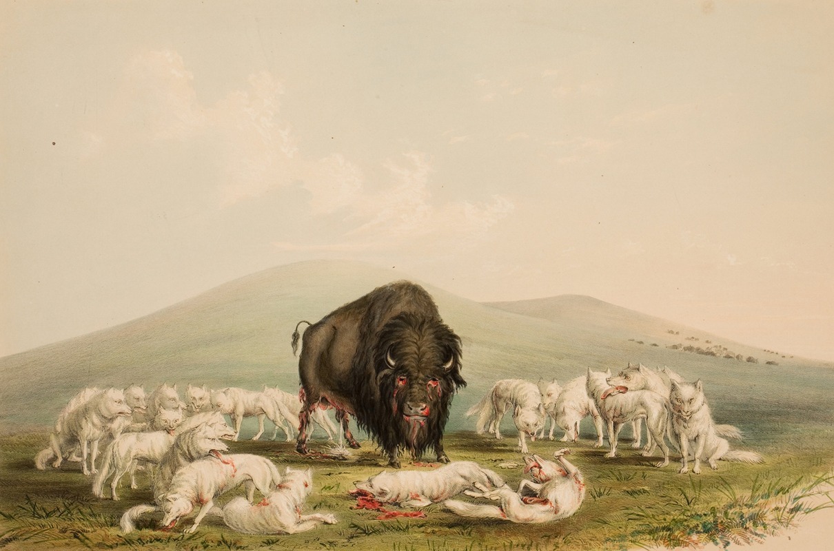 George Catlin - Buffalo Hunt, White Wolves Attacking A Buffalo Bull