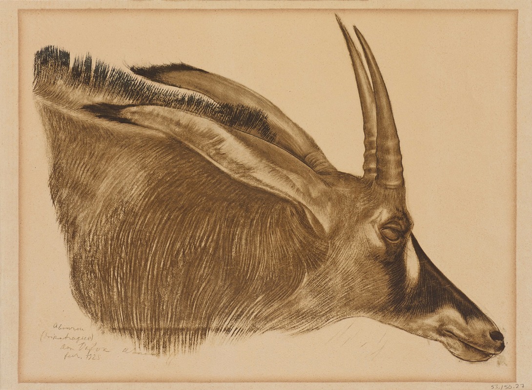 Alexandre Jacovleff - Antilope Hippotrague