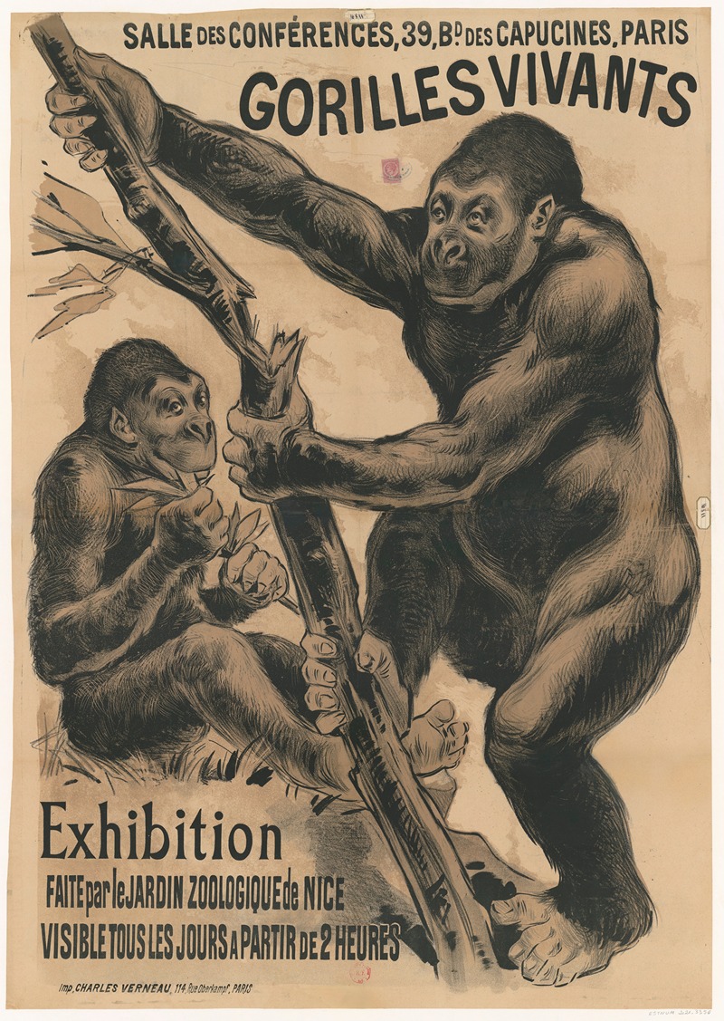 Imp. Charles Verneau - Salle des conférences, 39, Bd des Capucines, Paris. Gorilles vivants. Exhibition faite par le jardin zoologique de Nice