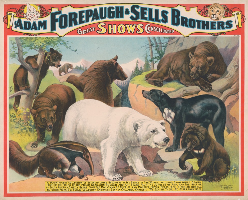 Strobridge & Co. Lith - The Adam Forepaugh and Sells Brothers America’s greatest shows consolidated. A magnificent collection of the bears of the world….