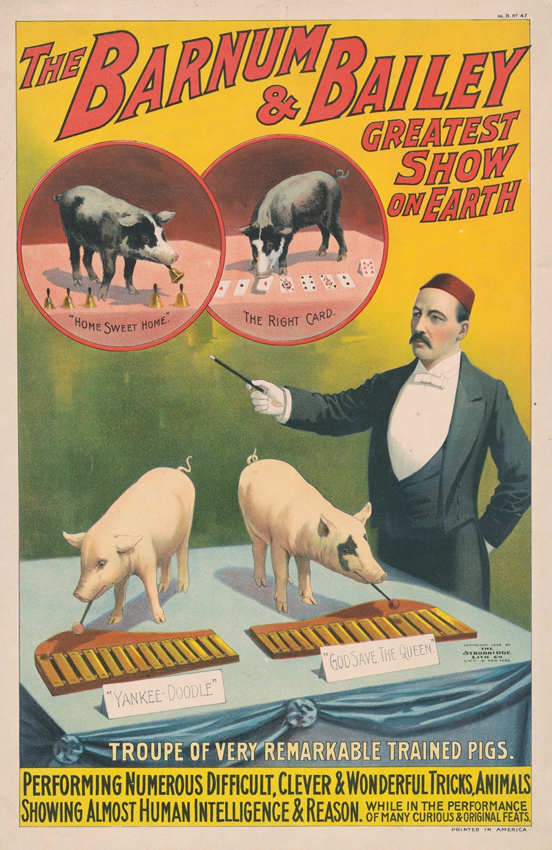 Strobridge & Co. Lith - The Barnum & Bailey greatest show on earth–Troupe of very remarkable trained pigs