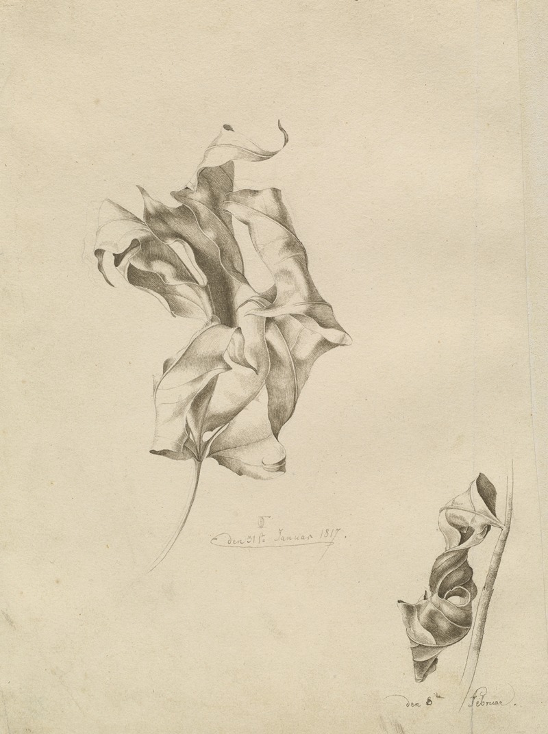 Friedrich von Olivier - Shriveled Leaves
