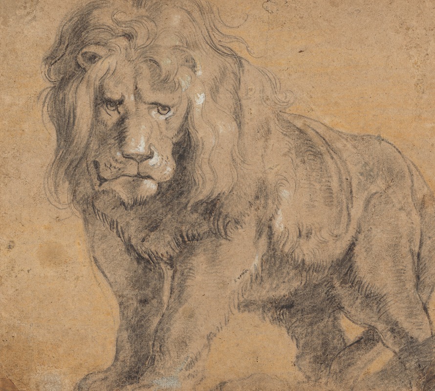 Peter Paul Rubens - Lion