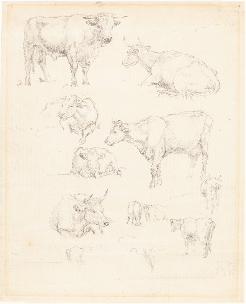 Robert Hills - Studies of Cattle