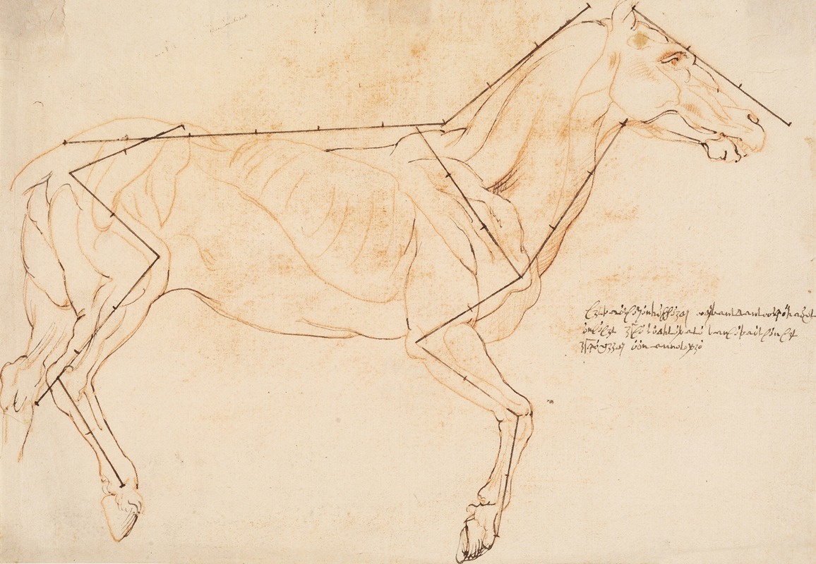 Willem Panneels - Anatomisk og proportionsstudie. En hest