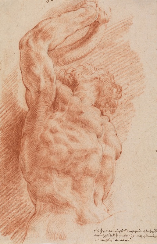 Willem Panneels - Laocoon. Laocoon’s torso seen from below from the right.