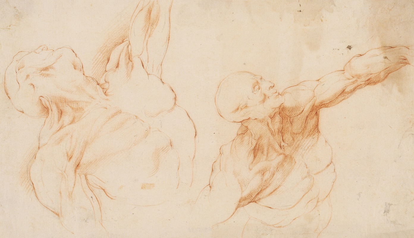 Willem Panneels - Two anatomical Studies (écorchés). Flayed torso of a , his left arm raised