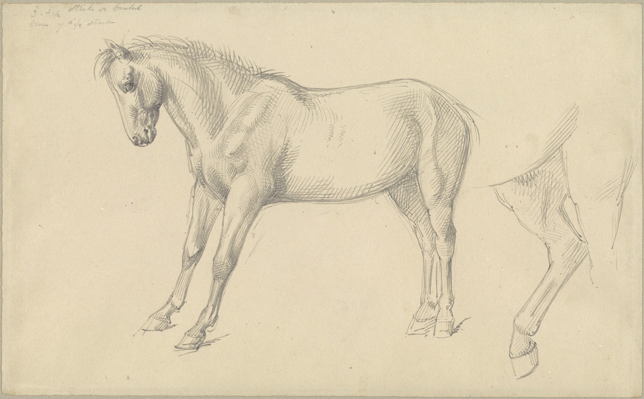 William Strutt - Studies of a Pony