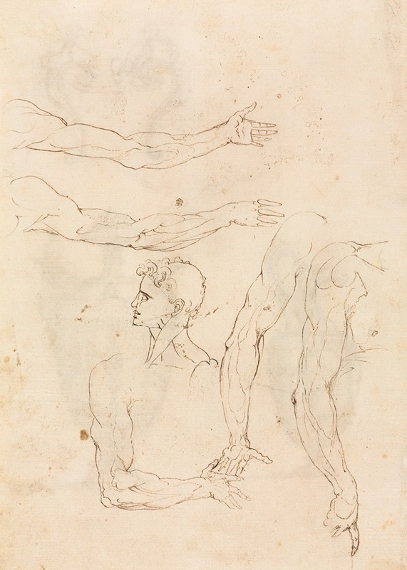 Luzio Romano - Sketches of Five Arms and a Head (verso)