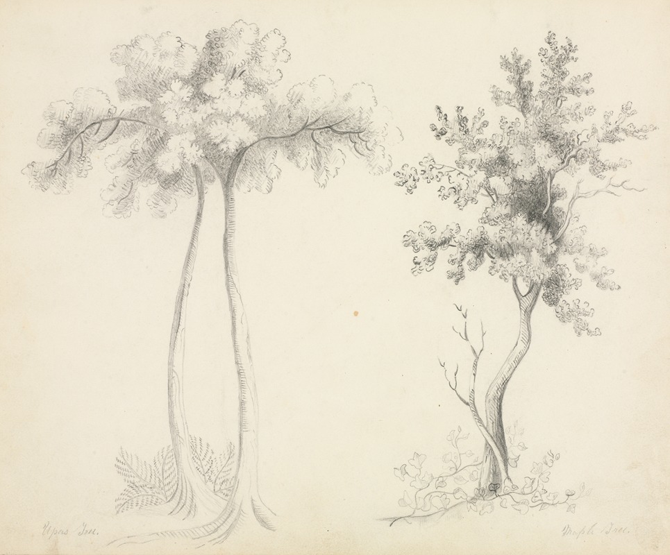 Mary Altha Nims - Studies of Upas and Maple Trees