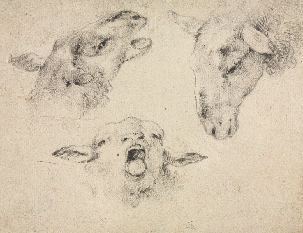 Wouterus Verschuur - Sheep Heads
