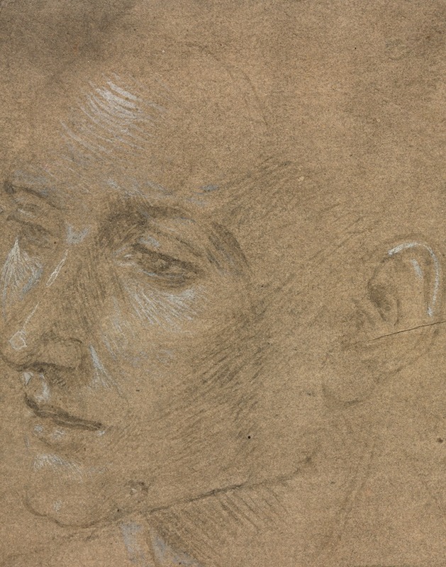 Filippino Lippi - Head of a Young Man
