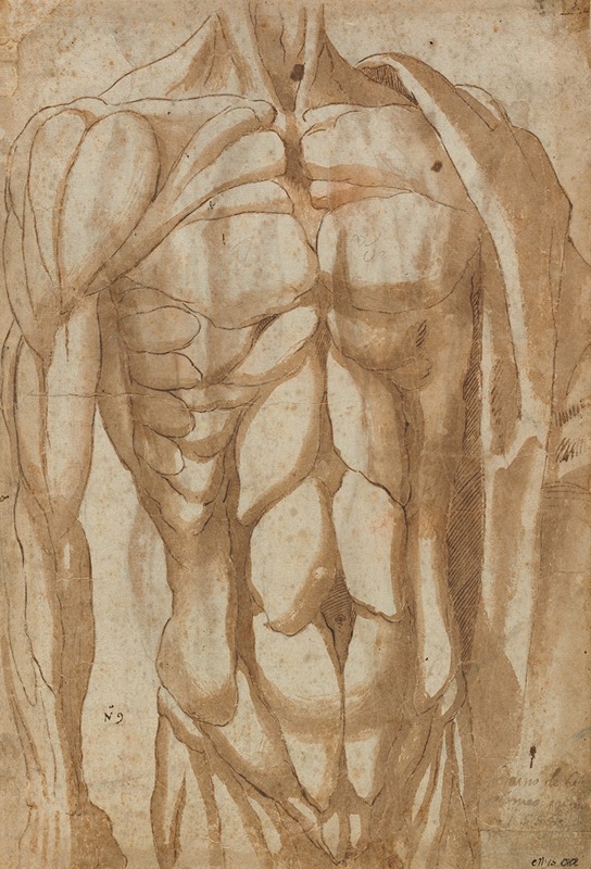 Bartolommeo da Arezzo - Study of a Flayed Torso (verso)