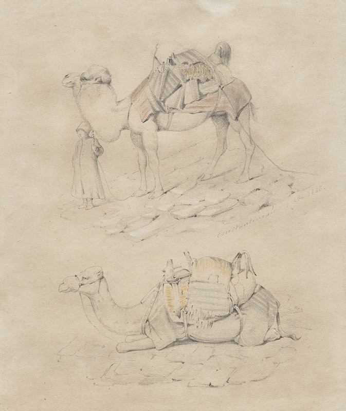 Anonymous - Study of Camels