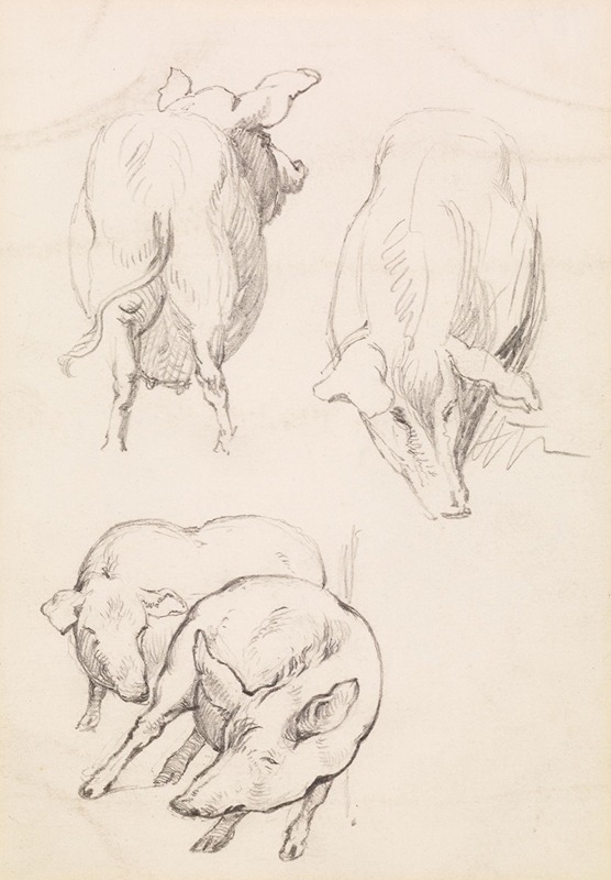 Frederick Sandys - Three Studies of Pigs