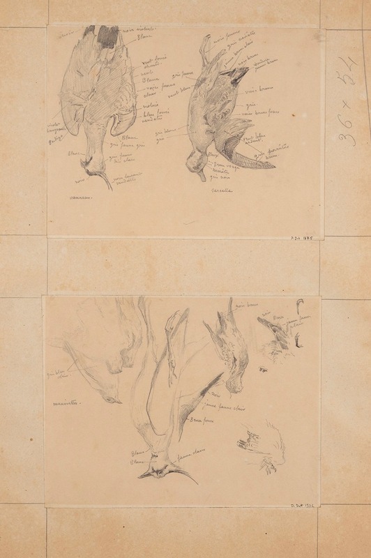 Fernand Cormon - Etude d’oiseaux; vanneau et sarcelle