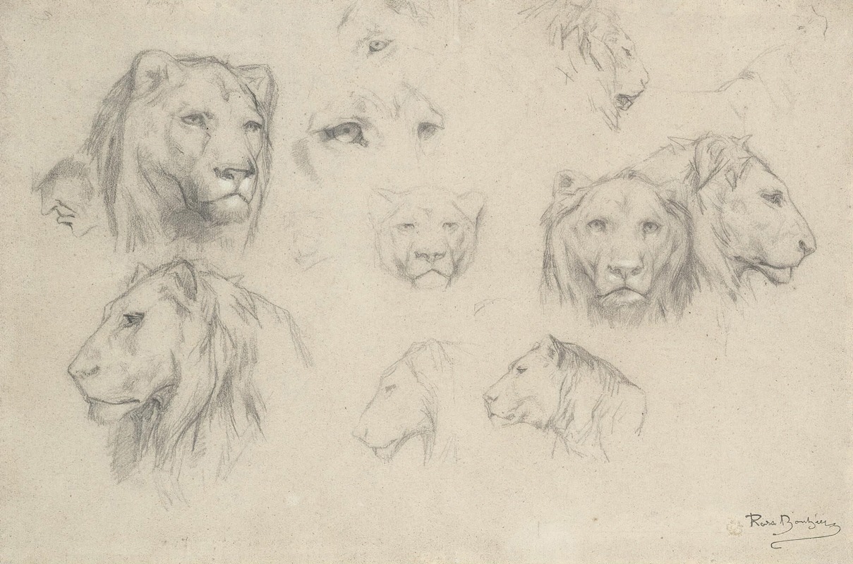 Rosa Bonheur - Study Of Lions And Lionesses