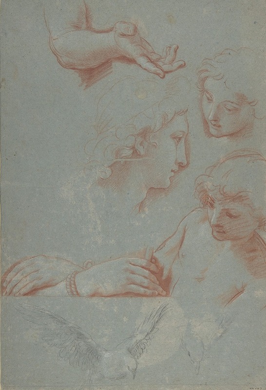 Luigi Garzi - Sheet of Studies; Heads, Hands, and Doves