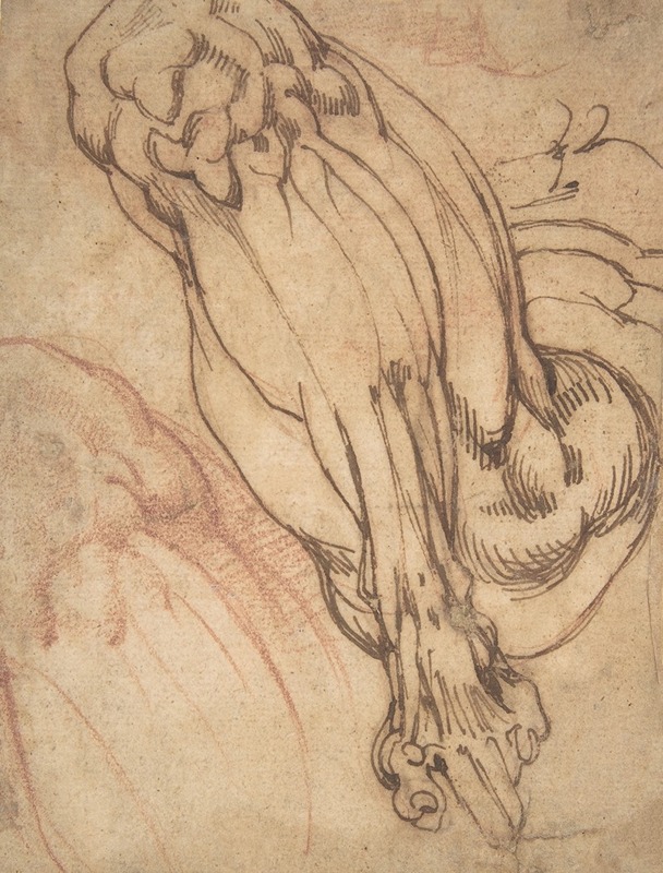 School of Michelangelo Buonarroti - Anatomical Studies of a Leg