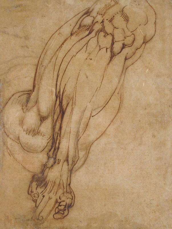 School of Michelangelo Buonarroti - Study of a Leg