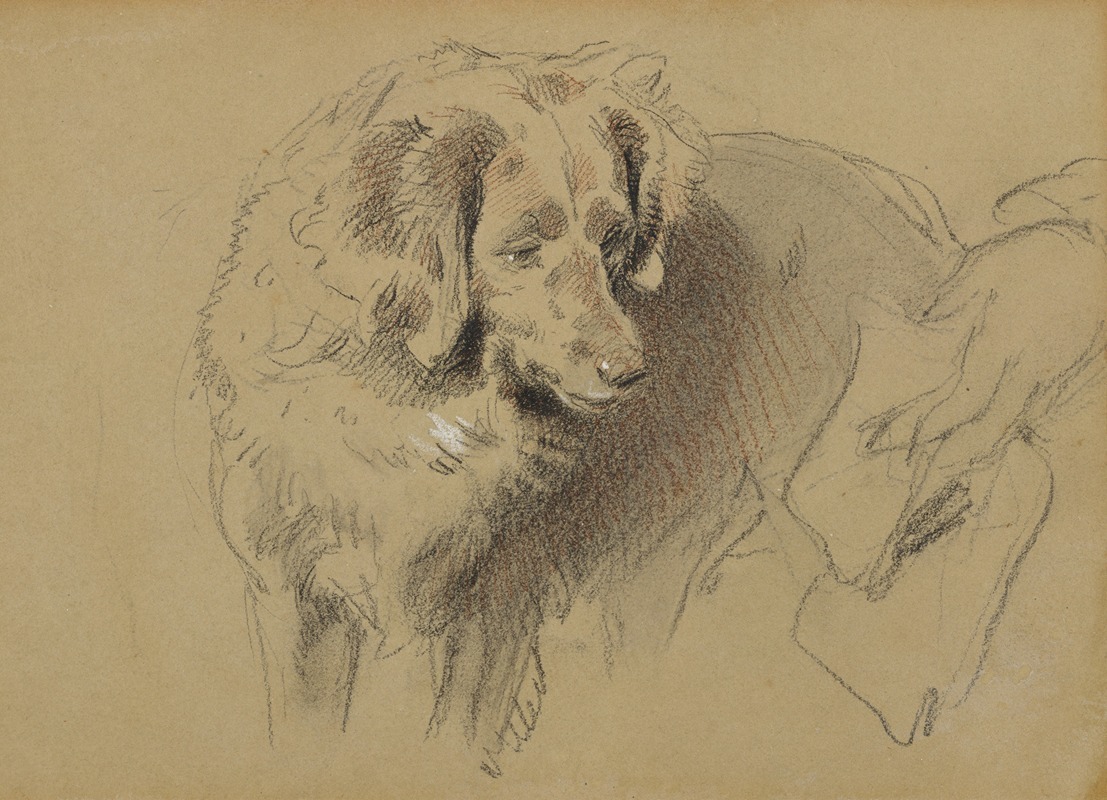 Sir Edwin Henry Landseer - Study of a Dog