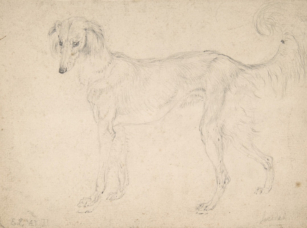 Sir Edwin Henry Landseer - Study of a Feathered Saluki, Facing Left