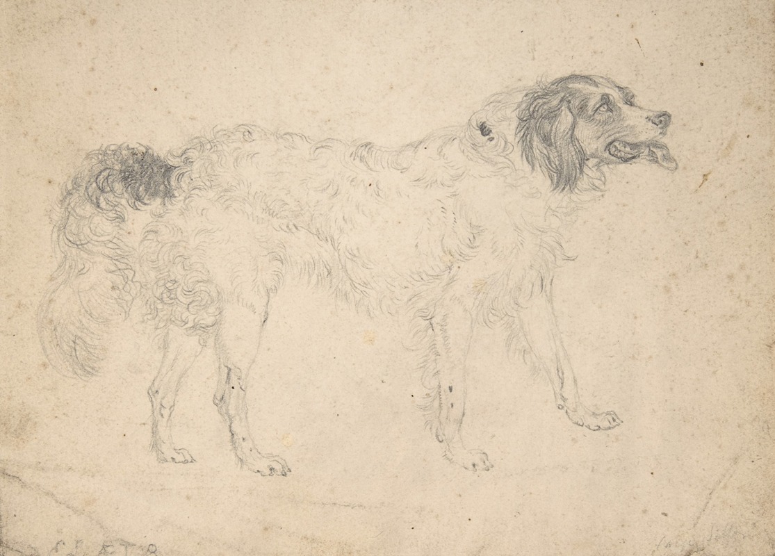 Sir Edwin Henry Landseer - Study of a Herding Dog Facing Right