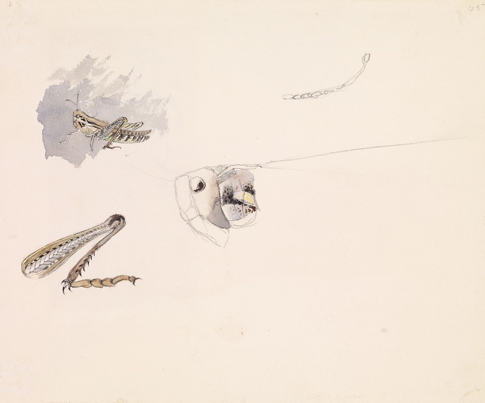 Sir John Everett Millais - Studies of a Grasshopper – Body, Head and Leg