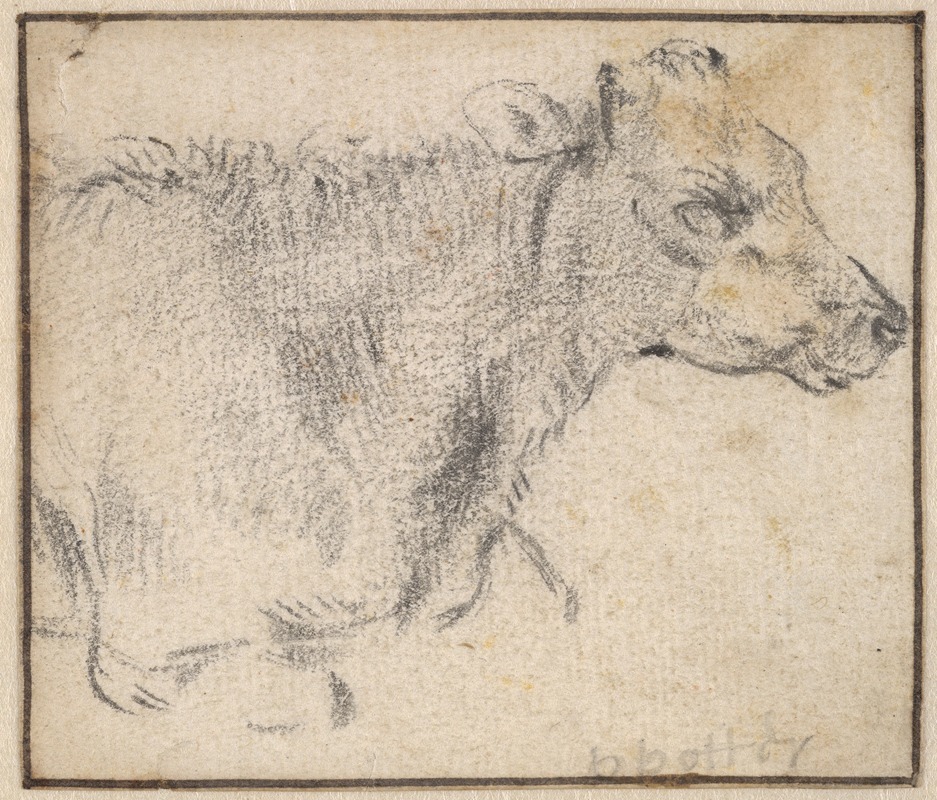 Paulus Potter - Study of a lying cow