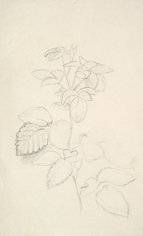 George Richmond - Study of a Plant