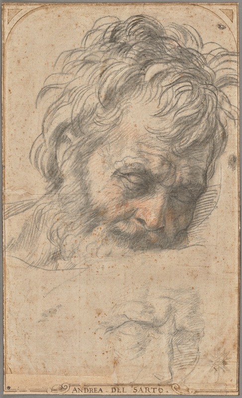 Andrea del Sarto - Study for the Head of Saint Joseph
