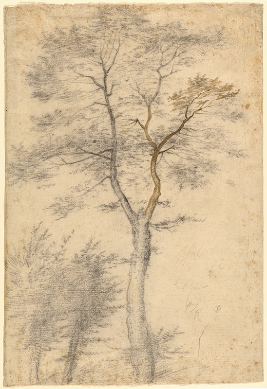 Fra Bartolomeo - Three Studies of Trees