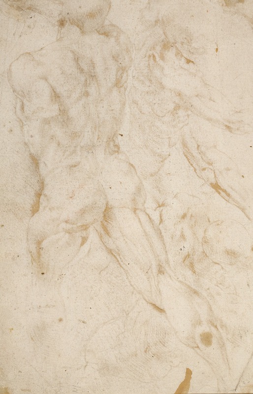 Peter Paul Rubens - Anatomical Studies