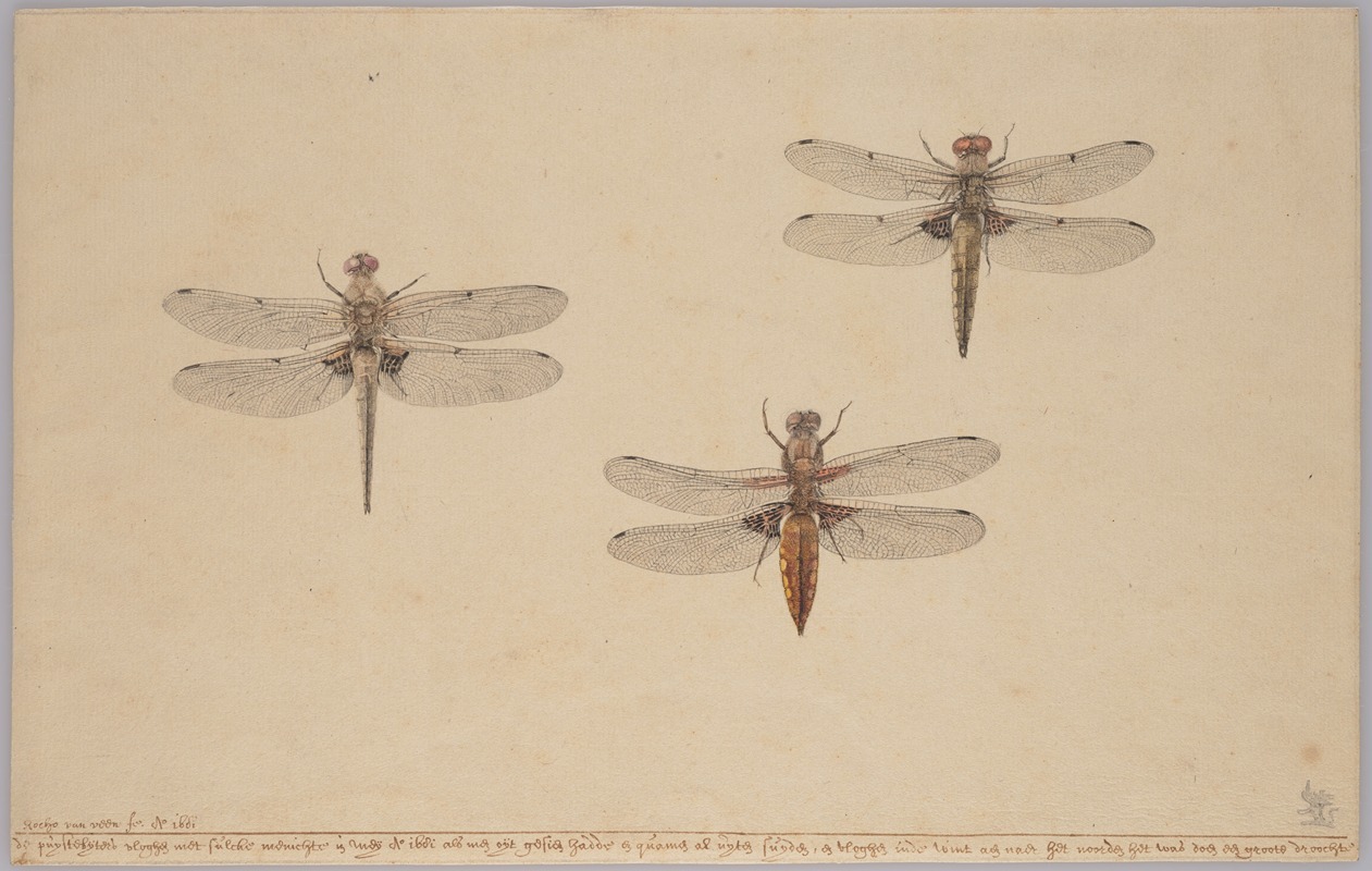 Rochus van Veen - Three Dragonflies