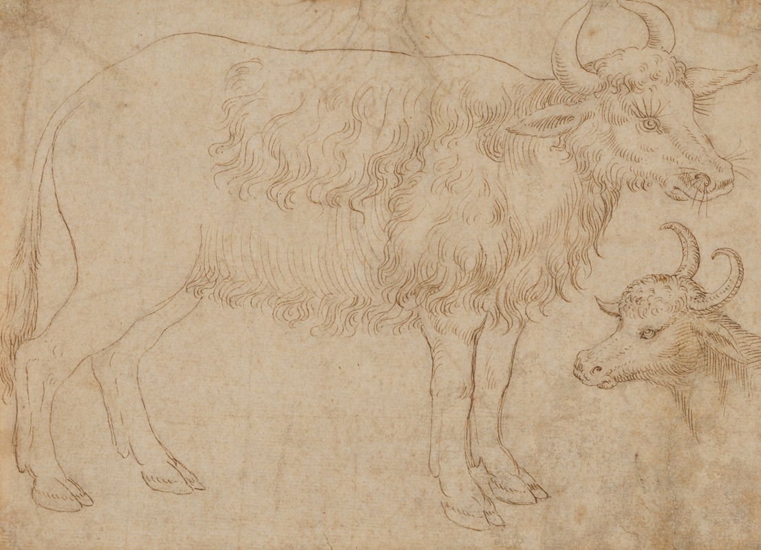 The Veneto - Study of Two Bovine Animals