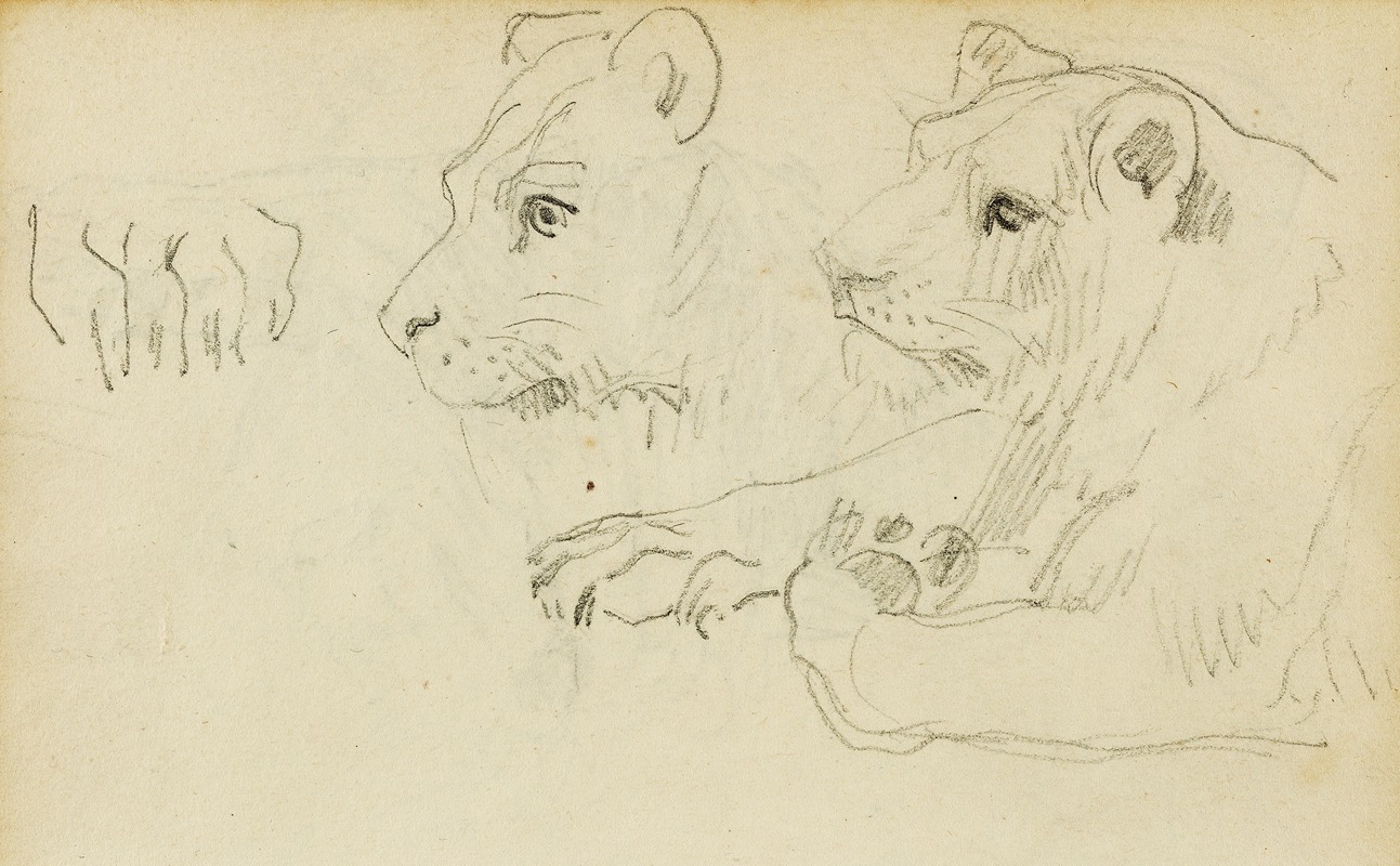 Théodore Géricault - Studies of the head and forelegs of a lioness