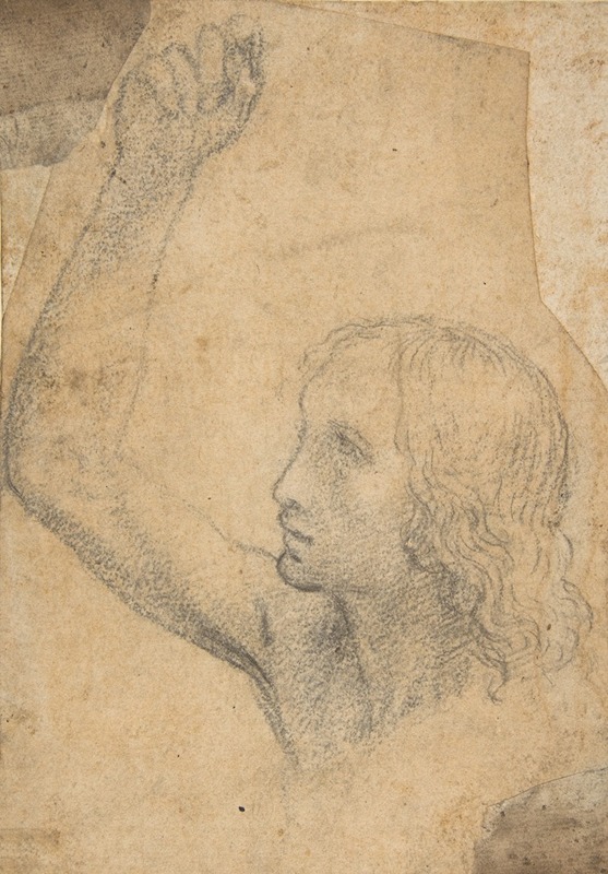 Timoteo Viti - Youth with Right Arm Raised in a Shoulder-Length Portrayal (preparatory study for St. Sebastian)