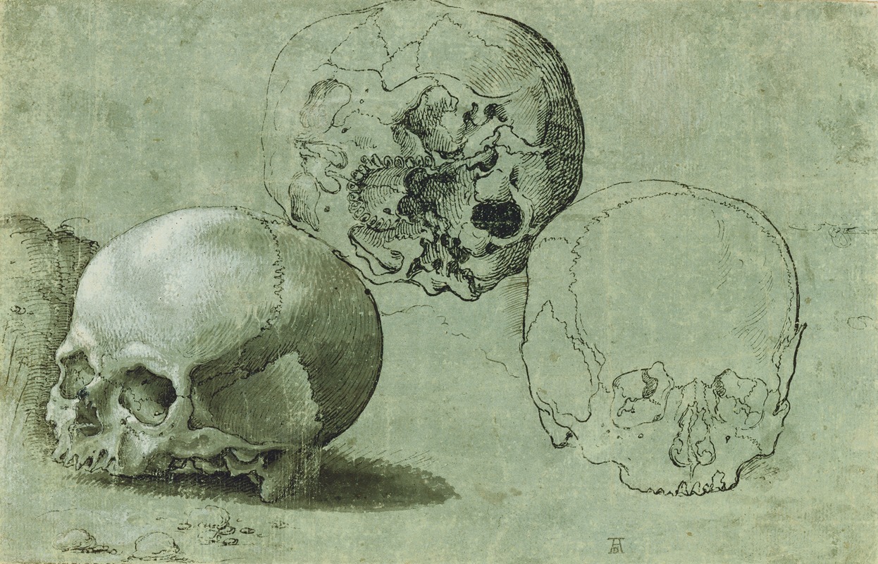 Anonymous - Study of Three Skulls