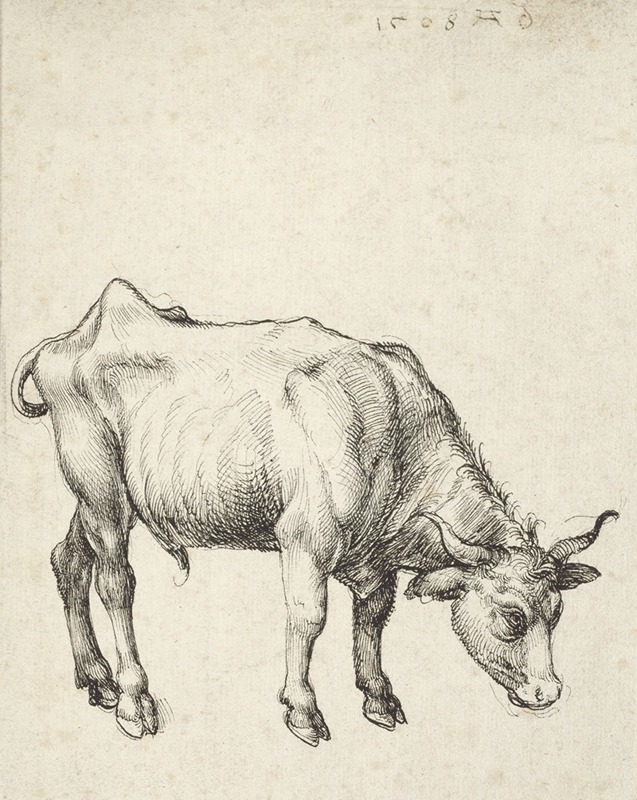 Albrecht Dürer - Young Bull