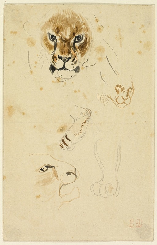Eugène Delacroix - Heads and Paws of Lions