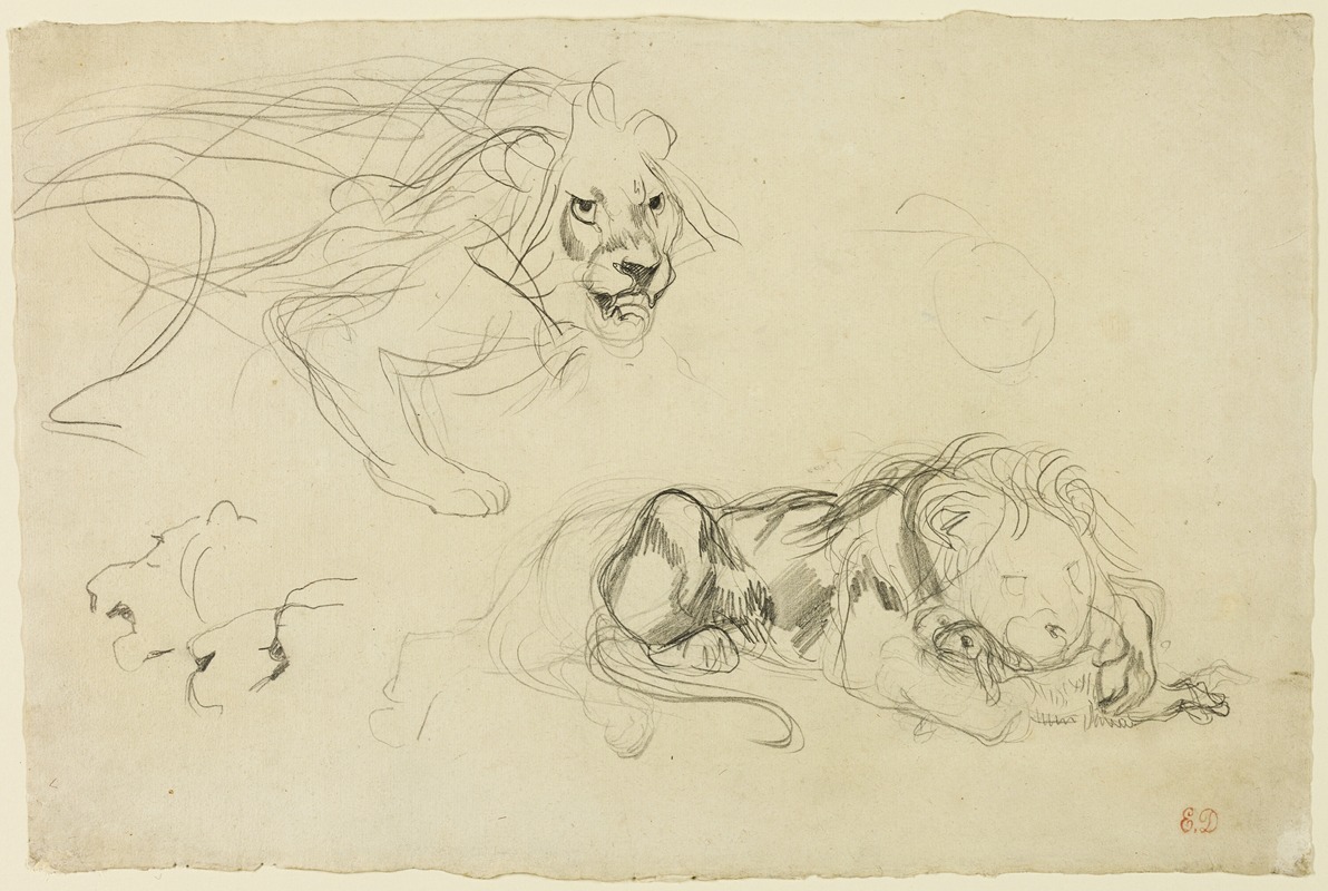 Eugène Delacroix - Studies of Lions