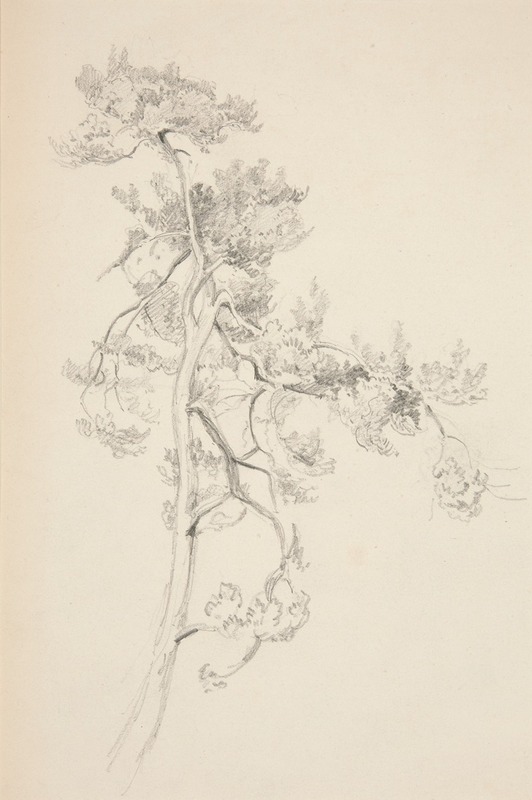 John Singer Sargent - Tree and Foliage