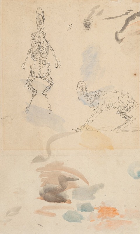 Honoré Daumier - Anatomical studies of a goat