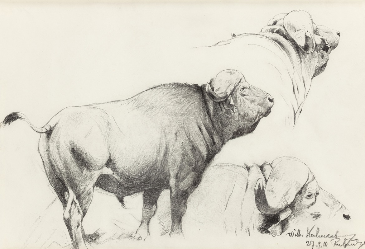 Wilhelm Kuhnert - Cape Buffalo