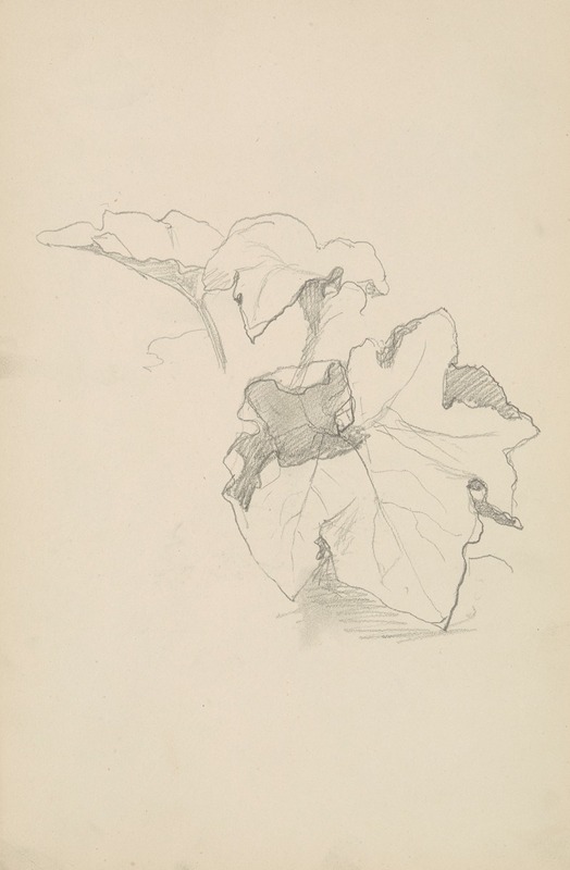 Henryk Siemiradzki - szkic liści winnej latorośli